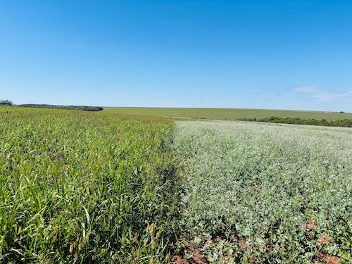 Mix de plantas é ferramenta estratégica e gera múltiplos ganhos na agricultura e na pecuária