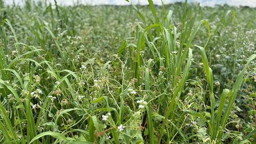 Mix de plantas é ferramenta estratégica e gera múltiplos ganhos na agricultura e na pecuária