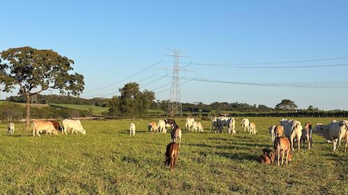 Mix de plantas é ferramenta estratégica e gera múltiplos ganhos na agricultura e na pecuária