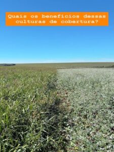 Mix de plantas é ferramenta estratégica e gera múltiplos ganhos na agricultura e na pecuária