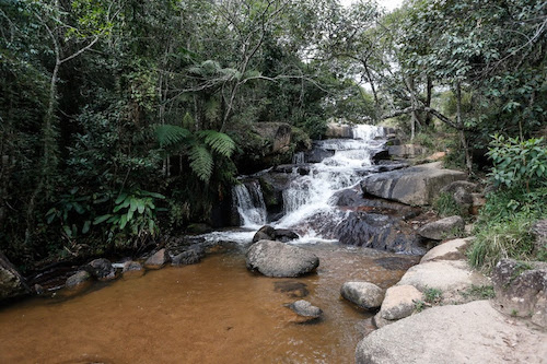 Governo de SP abre nova etapa de contribuições para o Programa Estadual de Restauração e Conservação Ecológica