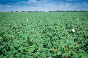 Plantio de algodão cresce 6,7% e ultrapassa 2,15 milhões de hectares, segundo dados de satélite monitorados pela Serasa Experian