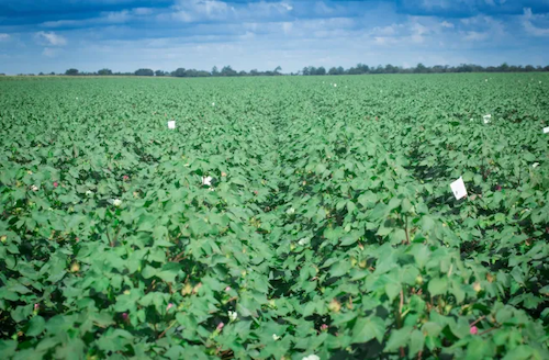  Plantio de algodão cresce 6,7% e ultrapassa 2,15 milhões de hectares, segundo dados de satélite monitorados pela Serasa Experian