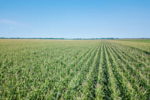 Área tratada com defensivos agrícolas no Brasil deve encerrar 2025 com crescimento de 3,4%