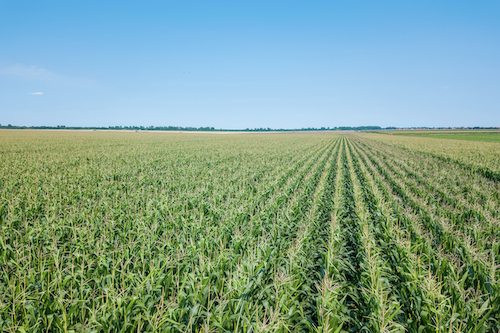 Área tratada com defensivos agrícolas no Brasil deve encerrar 2025 com crescimento de 3,4%