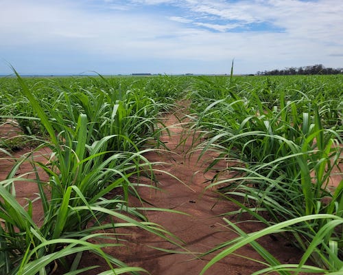 Biotecnologia e manejo preciso impulsionam produtividade e longevidade dos canaviais