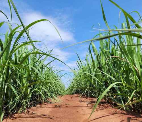  Biotecnologia e manejo preciso impulsionam produtividade e longevidade dos canaviais