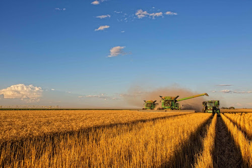 Syngenta conecta inovação e produtividade para impulsionar produtividade da safra de trigo 25/26
