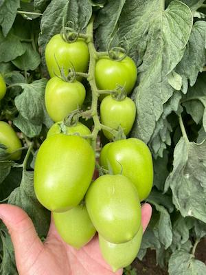 Mercado de tomates híbridos conta com materiais mais resistentes e atrativos