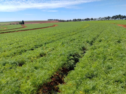 Híbrido fortalece a rentabilidade do cultivo de cenouras no Brasil