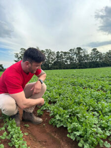 Variedade de alta performance aumenta rentabilidade no cultivo de coentro nas regiões Sudeste e Sul do Brasil