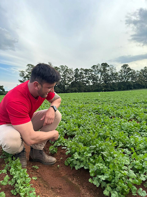 Variedade de alta performance aumenta rentabilidade no cultivo de coentro nas regiões Sudeste e Sul do Brasil