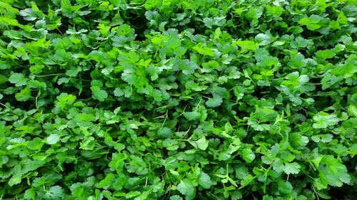 Variedade de alta performance aumenta rentabilidade no cultivo de coentro nas regiões Sudeste e Sul do Brasil