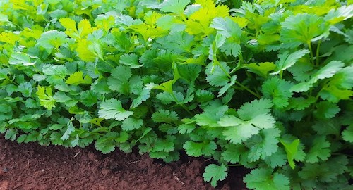 Variedade de alta performance aumenta rentabilidade no cultivo de coentro nas regiões Sudeste e Sul do Brasil