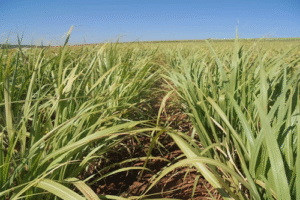 UFSCar promove lançamento de 18 variedades de cana