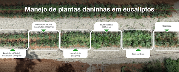Controle de plantas daninhas evita perda de produtividade em florestas plantadas