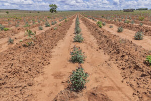 Controle de plantas daninhas evita perda de produtividade em florestas plantadas