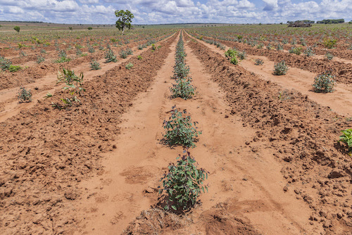 Controle de plantas daninhas evita perda de produtividade em florestas plantadas