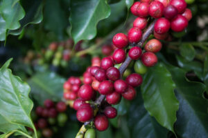 Biotrop é patrocinadora Ouro do 49º Congresso de Pesquisas Cafeeiras, em Poços de Caldas
