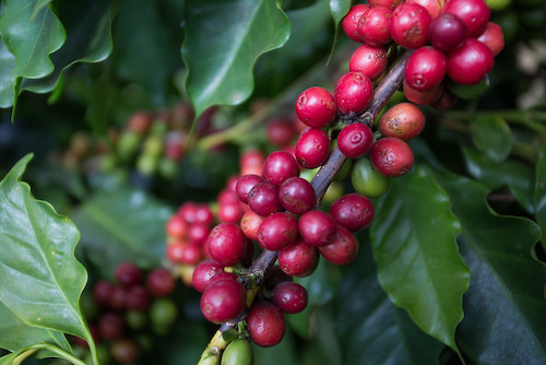  Biotrop é patrocinadora Ouro do 49º Congresso de Pesquisas Cafeeiras, em Poços de Caldas