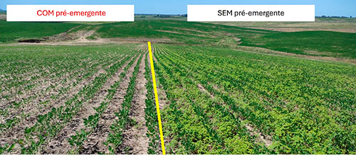 Amaranthus avança no Brasil e acende alerta para o manejo eficiente de plantas daninhas