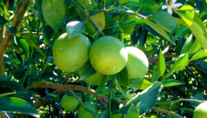 Nova tecnologia impulsiona a produtividade e o rendimento industrial da citricultura