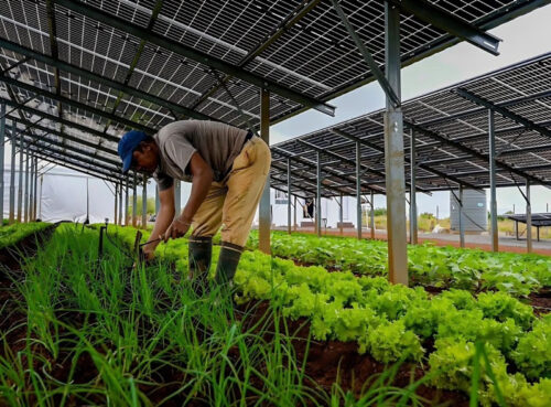  GNA, SUNfarming, UENF e SEENEMAR anunciam a primeira usina agro-solar do Sudeste