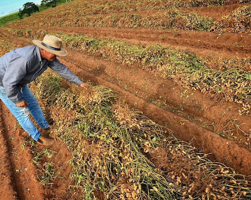 Estudo da ABEX-BR quantifica a cadeia do amendoim e confirma: Brasil é o 3º mais eficiente do mundo em produtividade