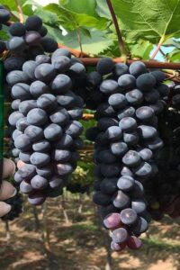 Alga marinha eleva produtividade e resistência das videiras, racionalizando uso de insumos químicos