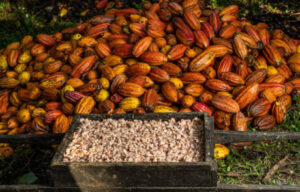 AIPC destaca isenção das tarifas americanas sob derivados do cacau e reforça que retomada das exportações será gradual