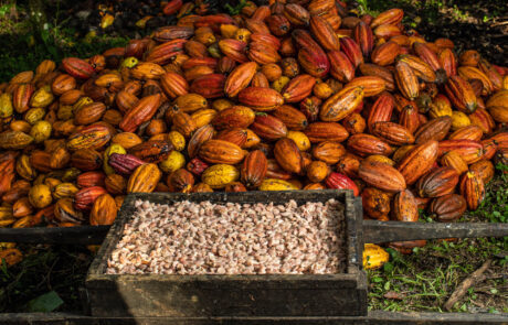 AIPC destaca isenção das tarifas americanas sob derivados do cacau e reforça que retomada das exportações será gradual