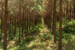 Silvicultura e COP30: florestas plantadas estão no centro do clima, da economia e do cotidiano