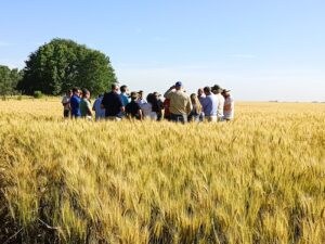 Argentina projeta safra recorde de 24,5 milhões de toneladas de trigo em 2025/26, mas qualidade preocupa moinhos brasileiros