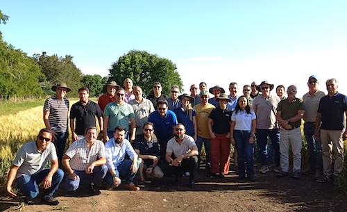 Giro Abitrigo aproxima setor do trigo brasileiro da realidade da produção argentina e promove o compartilhamento de informações estratégicas