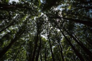 Primeiros resultados do Acordo SP + Verde somam mais de 500 hectares recuperados e R$ 2 milhões em multas ambientais