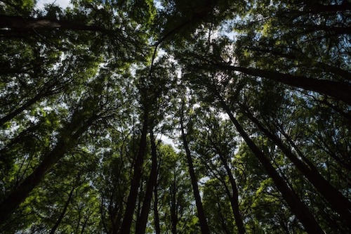 Primeiros resultados do Acordo SP + Verde somam mais de 500 hectares recuperados e R$ 2 milhões em multas ambientais