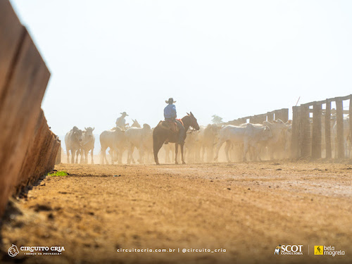 ADAMA participa da nova etapa do Circuito Cria e acompanha manejo de pastagens e sistemas de produção em seis estados
