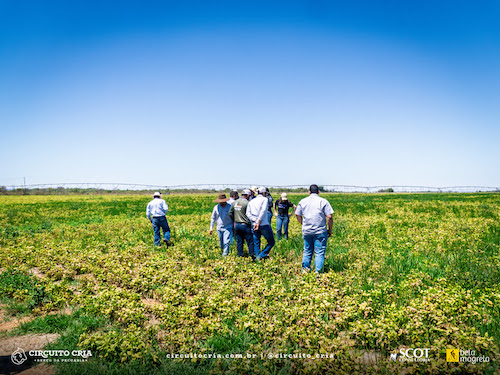 A ADAMA integra a nova etapa do Circuito Cria, expedição técnica organizada pela Scot Consultoria que teve início em 2024 e segue sua jornada pelo País. Iniciada em setembro deste ano e com duração até o fim de novembro, esta fase conta com uma equipe técnica de aproximadamente 15 profissionais, entre médicos-veterinários, zootecnistas, engenheiros agrônomos e consultores, que visita propriedades de Minas Gerais, Goiás, Tocantins, Pará, Mato Grosso e Mato Grosso do Sul para avaliar práticas e resultados da pecuária de cria em diferentes regiões. Nesta edição, intitulada “No Berço da Pecuária”, o time acompanha o período de nascimento dos bezerros e os preparativos para a próxima fase reprodutiva, observando de perto o desempenho das pastagens e as estratégias adotadas pelos pecuaristas para manter produtividade e rentabilidade em um cenário de custos e clima desafiadores. Durante as visitas, a equipe técnica da ADAMA observa o manejo adotado em cada fazenda, com atenção às práticas de controle de plantas daninhas, formação e recuperação de pastagens e gestão de forragem — fatores que impactam diretamente a taxa de desfrute e a produção de bezerros por hectare. “Nosso papel é escutar o pecuarista e entender o que vem sendo feito em campo, especialmente no manejo de plantas invasoras. O objetivo é discutir soluções que tragam eficiência real à atividade de cria”, explica Pedro Theodoro, gerente regional de Vendas da ADAMA para Pecuária.