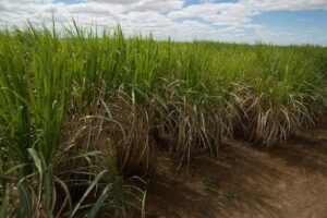 Produção de etanol de cana-de-açúcar no Brasil não afeta a segurança alimentar, aponta estudo