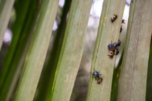 Da terra para a terra: Agropalma comprova eficiência das técnicas naturais no manejo da palma Empresa adota práticas sustentáveis no cultivo da palma de óleo há mais de 20 anos, garantindo a saúde das plantações e dos ecossistemas sem comprometer a produtividade