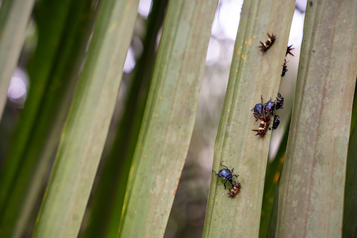 Da terra para a terra: Agropalma comprova eficiência das técnicas naturais no manejo da palma Empresa adota práticas sustentáveis no cultivo da palma de óleo há mais de 20 anos, garantindo a saúde das plantações e dos ecossistemas sem comprometer a produtividade
