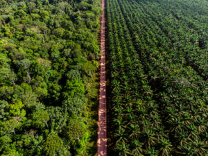 A palma como passaporte do Brasil para a liderança verde na COP30