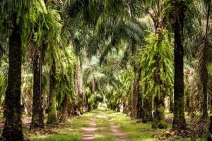 Daabon conclui aquisição da Agropalma e inicia produção no mercado brasileiro