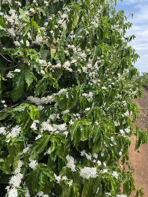 Nova solução da Allterra entrega nutrição completa e eficiência operacional aos cafeicultores