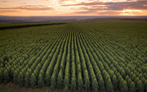 Aperam leva agenda de baixo carbono à COP 30 e apresenta soluções que unem floresta e indústria