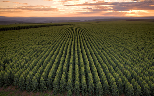 Aperam leva agenda de baixo carbono à COP 30 e apresenta soluções que unem floresta e indústria