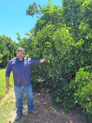 Greening completa 21 anos e ameaça a saúde de metade dos pomares brasileiros; novas soluções ajudam a conviver com a doença