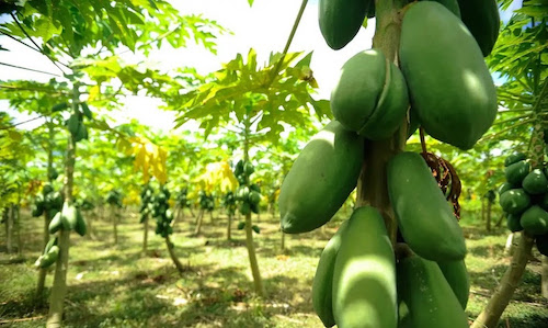 Exportação de frutas registra melhor outubro em dez anos com vendas de US$ 177,5 milhões