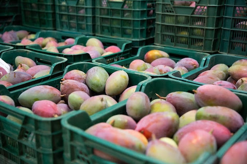 As exportações de frutas brasileiras registraram em 2025 o melhor mês de outubro dos últimos dez anos, com valor de US$ 177,5 milhões em vendas para o mercado externo, 4,6% acima dos US$ 169,7 milhões comercializados no mesmo mês do ano passado, segundo dados do Comex Stat do Ministério do Desenvolvimento, Indústria, Comércio e Serviços (MDIC). Na última década, apenas o mês de novembro do ano passado superou esse valor, com US$ 217 milhões de faturamento na exportação do segmento, que inclui frutas e nozes (não oleaginosas) frescas ou secas. Em outubro deste ano, foram embarcadas para o exterior 209,4 mil toneladas de frutas, que representaram 2,61% das exportações do setor agropecuário. Mesmo com os números tímidos, o segmento é o quinto no ranking de exportações agropecuárias do Brasil. Em termos de volume, o Brasil já alcançou de janeiro a outubro deste ano o total exportado em todo o ano passado, um milhão de toneladas de frutas, segundo as informações do Comex Stat. Em valor, as exportações de frutas somaram US$ 1 bilhão de janeiro a outubro deste ano, ante US$ 1,2 bilhão faturado pelo setor em todo o ano passado. Em 2024, as frutas representaram 1,66% das exportações do setor agropecuário do Brasil, quinta posição no ranking. “Mesmo com todas as crises enfrentadas este ano pelos fruticultores, o fôlego nas exportações foi mantido, mostrando que o campo brasileiro é resiliente e está preparado para enfrentar os desafios do mercado, e também do clima. A fruticultura é um dos pilares do agronegócio nacional tanto do ponto de vista interno quanto das exportações, contribuindo de forma expressiva para o PIB agropecuário”, afirma o country director da Ascenza Brasil, Renato Francischelli. Quatro estados do Nordeste responderam por 84,3% das frutas exportadas pelo Brasil em outubro deste ano, em valores, segundo o Comex Stat. Pernambuco liderou a lista e foi responsável por 31,6% dos valores exportados, somando US$ 56,1 milhões. Bahia exportou US$ 38,6 milhões (21,8%), seguido de Rio Grande do Norte, com US$ 36,1 milhões (20,3%), e Ceará, que registrou US$ 18,8 milhões (10,6%). A Europa foi o principal destino das exportações de frutas nacionais, somando 66,4% do valor de exportação. A Holanda foi o destino internacional que mais gastou com a compra de frutas brasileiras em outubro, US$ 71,7 milhões, 40,4% do total exportado, indica o Comex Stat. Em seguida vieram Reino Unido, com US$ 31,2 milhões e 17,6% do valor exportado, e Espanha, com US$ 14,9 milhões e 8,4% do valor. Os Estados Unidos, que reduziram no fim da semana passada as tarifas de importação de frutas, entre outros 200 itens, de 50% para 40%, ficaram pouco acima da Espanha em outubro, compraram US$ 15,5 milhões em frutas brasileiras, 8,7% do total de outubro. Na América do Sul, a Argentina foi o principal comprador, com US$ 8,5 milhões, 4,8% do valor das exportações do segmento. 