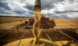 Dados do IBGE apontam que a área plantada cresceu 41% entre 2015 e 2025 e a produtividade este ano é 15,6% maior que há uma década